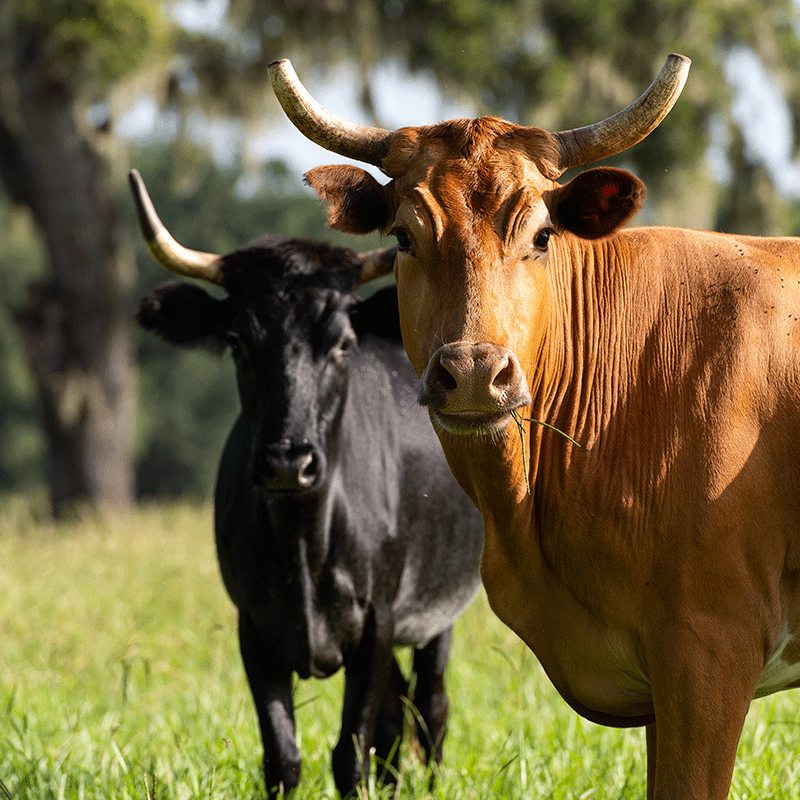 Photo of two bulls