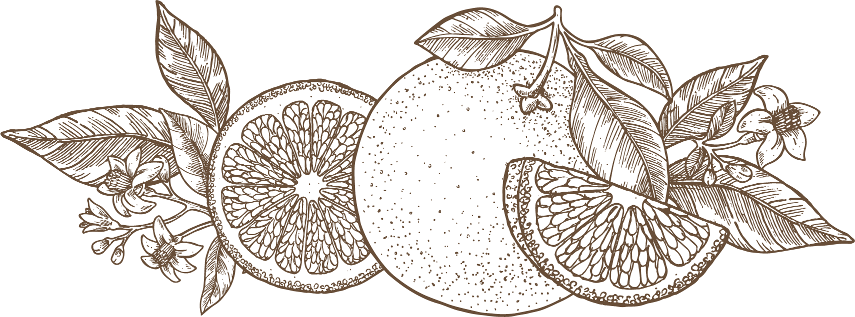 Illustration of oranges, orange slices and orange blossoms