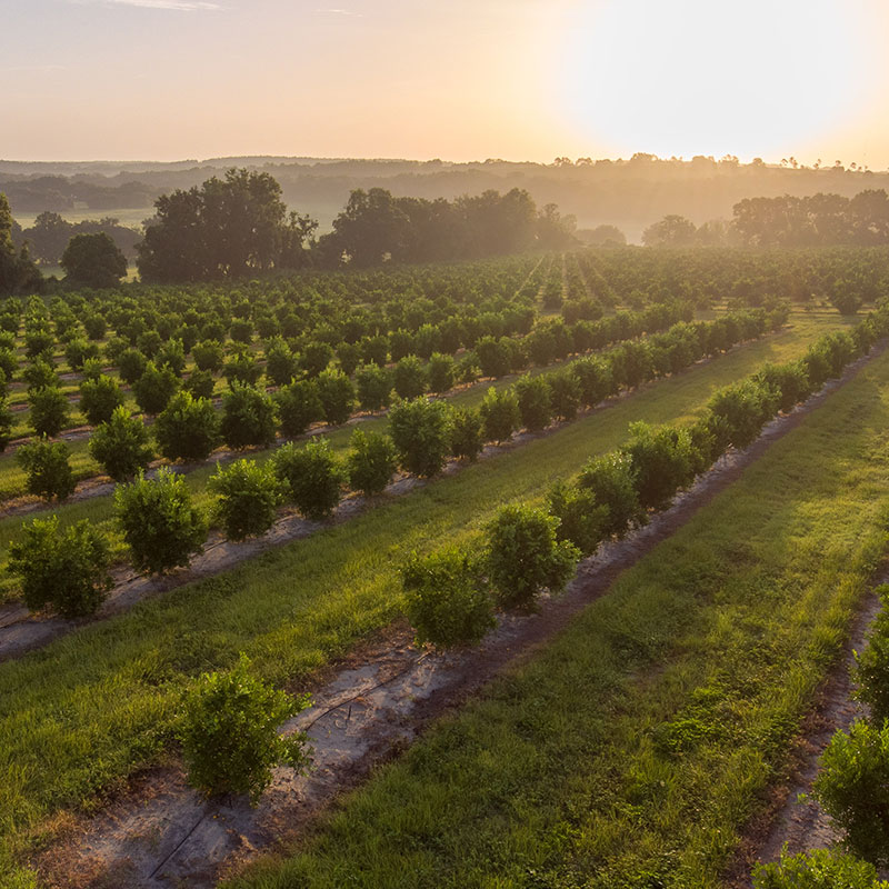 Photo of Citrus Grove from Above