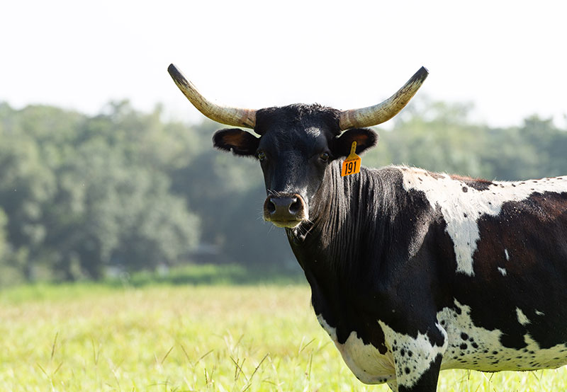 Photo of a Black and White Cow